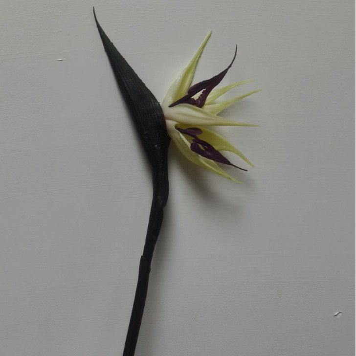 Petit oiseau de paradis-violet blanc