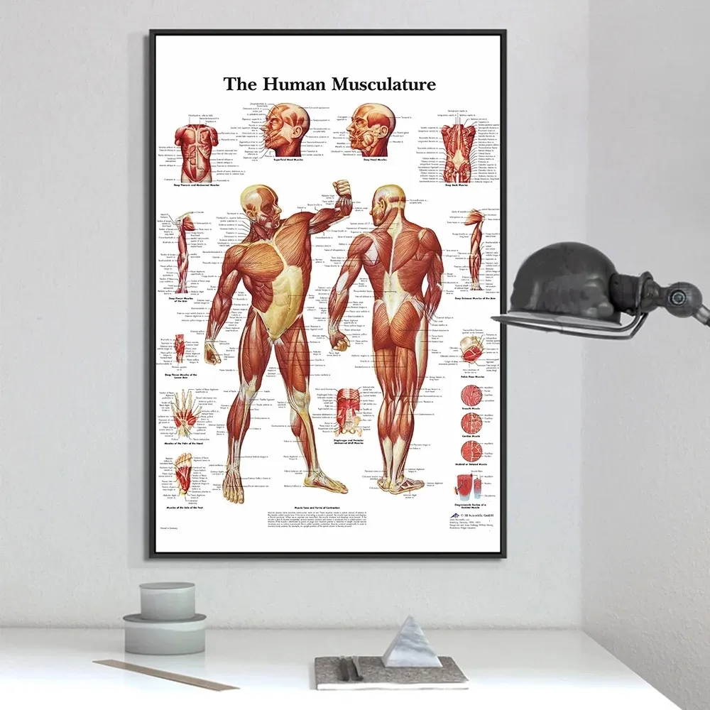 الحديثة الإنسان تشريح العضلات نظام ملصق فني طباعة الجسم خريطة حائط لوح رسم الصور للعلوم الطب ديكور غرفة نوم