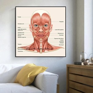 解剖颈部肌肉头部面部肌肉概述艺术医学海报油画壁画艺术版画家庭诊所装饰