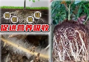 YD-F3009/R農場植物発根菌根菌農業使用有機バイオ肥料
