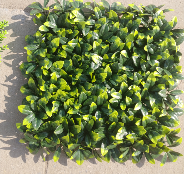 Osmanthus fragrans (en)