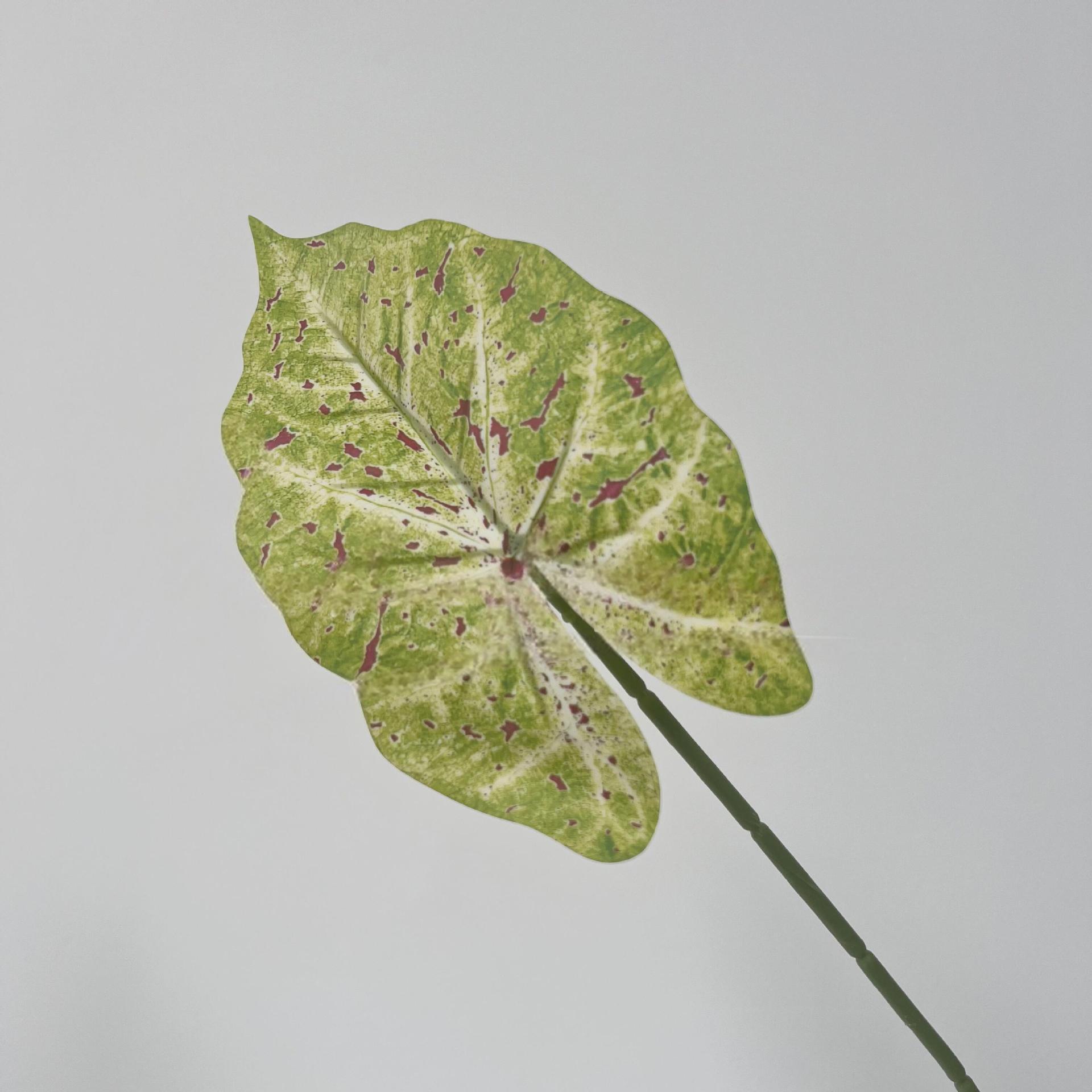 Hojas verdes de alocasia C