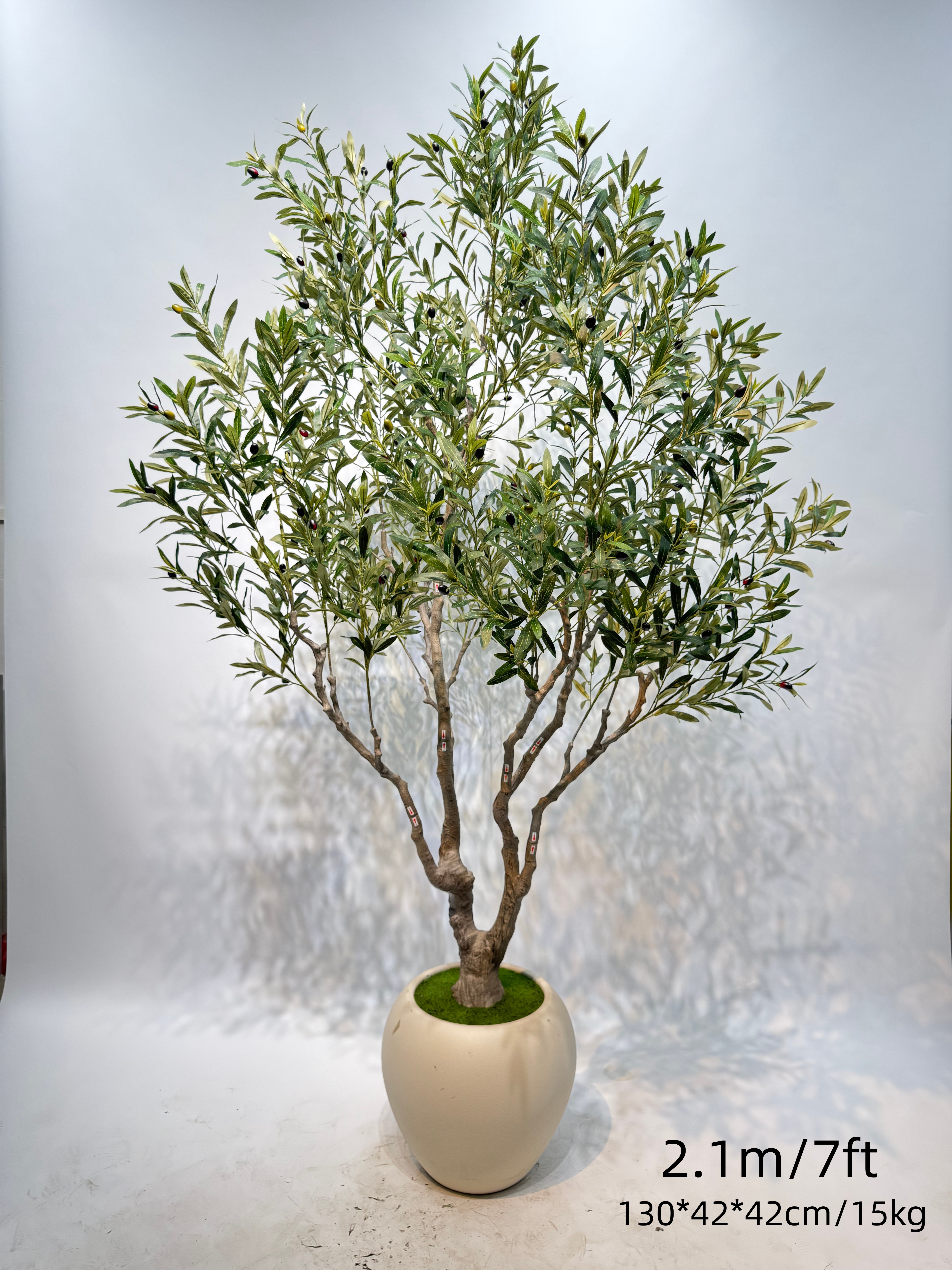 Olivier de 210 cm (7 pi) avec pot en céramique