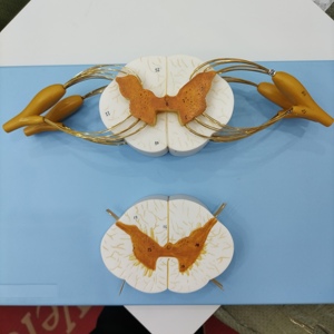 医学教育10倍の拡大骨骨髄神経枝横断セクション脊髄モデルトレーニング用 - Product Image 4