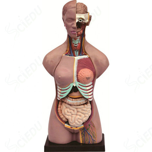 Resoure İnsan 50cm Torso modeli tıp bilimleri öğretim İnsan vücudu erkek ve kadın % Torso modeli İnsan anatomisi Torso modeli