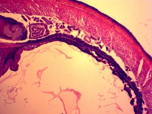 Factory All <strong>Types</strong> of Zoology <strong>Microscope</strong> <strong>Slides</strong> Prepared for Educational Prepared <strong>Slides</strong> 50 Pcs High Quality <strong>Slides</strong> Box - Product Image 6