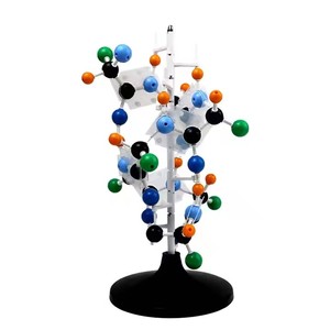 Modelo de enseñanza de estructura proteica enseñanza ampliada biología ciencia médica