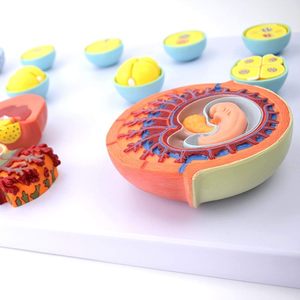 KyrenMed 13 PCSヒト受精および初期胚発生プロセス解剖学モデル胚発生モデル13段階 - Product Image 5