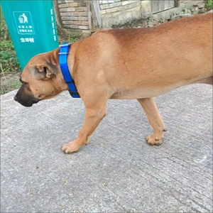 アプリと長いバッテリー寿命ミニ狩猟で狩猟犬のためのオリジナルのGPS追跡ドル。犬用デバイスGpcトラッカー - Product Image 5