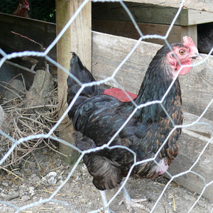 Rete metallica esagonale galvanizzata per rete esagonale del pollame della rete della maglia del pollo dell'azienda agricola del recinto - Product Image 1