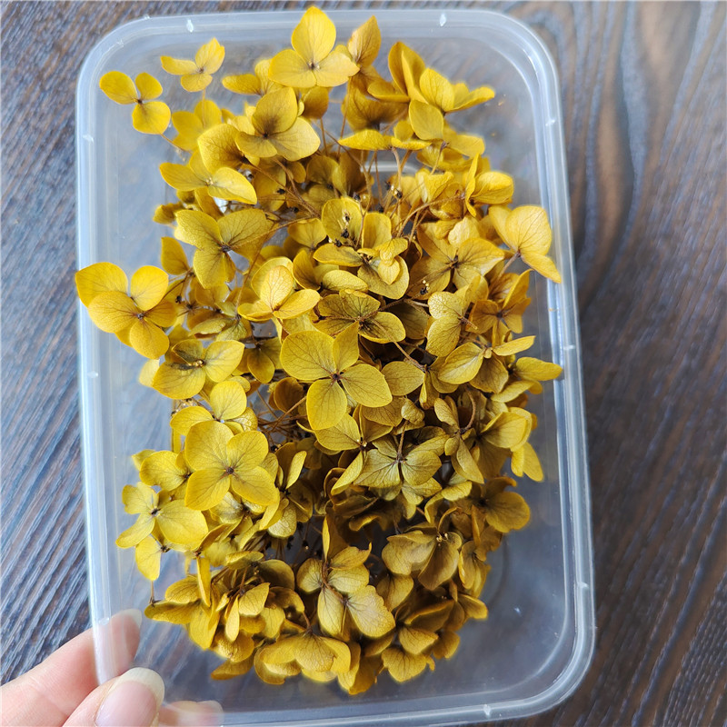 Boîte d'hortensia à ventouse couleur jaune-5g, dépliant anna