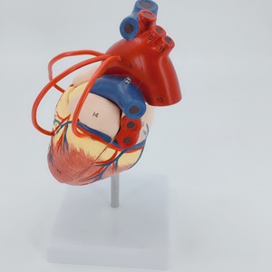冠状バイパス手術のための医学のための等身大1:1の比率の人間の心臓解剖モデルの指導と訓練