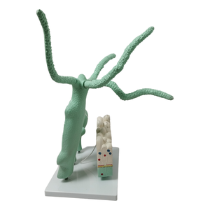 Biología Educación Escuela Enseñanza PVC Zoología Anatomía Agrandada Estructura Adjuntar Disección Hydra Modelo Con Trichocyst Parietal