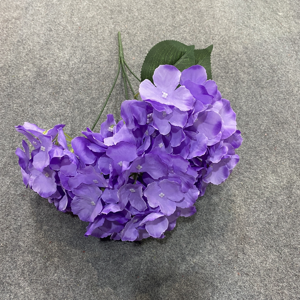 Viola