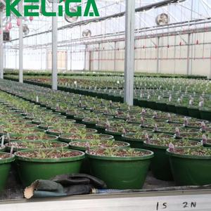 Hot Selling Hot-Dip Galvanized Structure Glass Greenhouse - Product Image 2