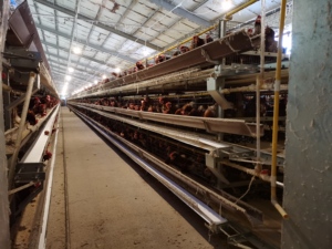Poultry Farm Automatic Galvanized <strong>3</strong> 4 Tiers a Type Battery Egg <strong>Chicken</strong> Layer Cage - Product Image 6