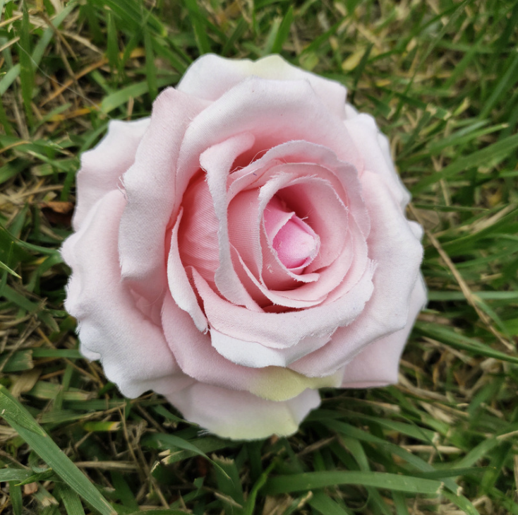 rosa