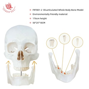 176cm Free Bone Anatomical Model FRT001-2A the Human Body W/ Scattered Bones Medical <strong>Explanation</strong> of the Skeleton Model - Product Image 3