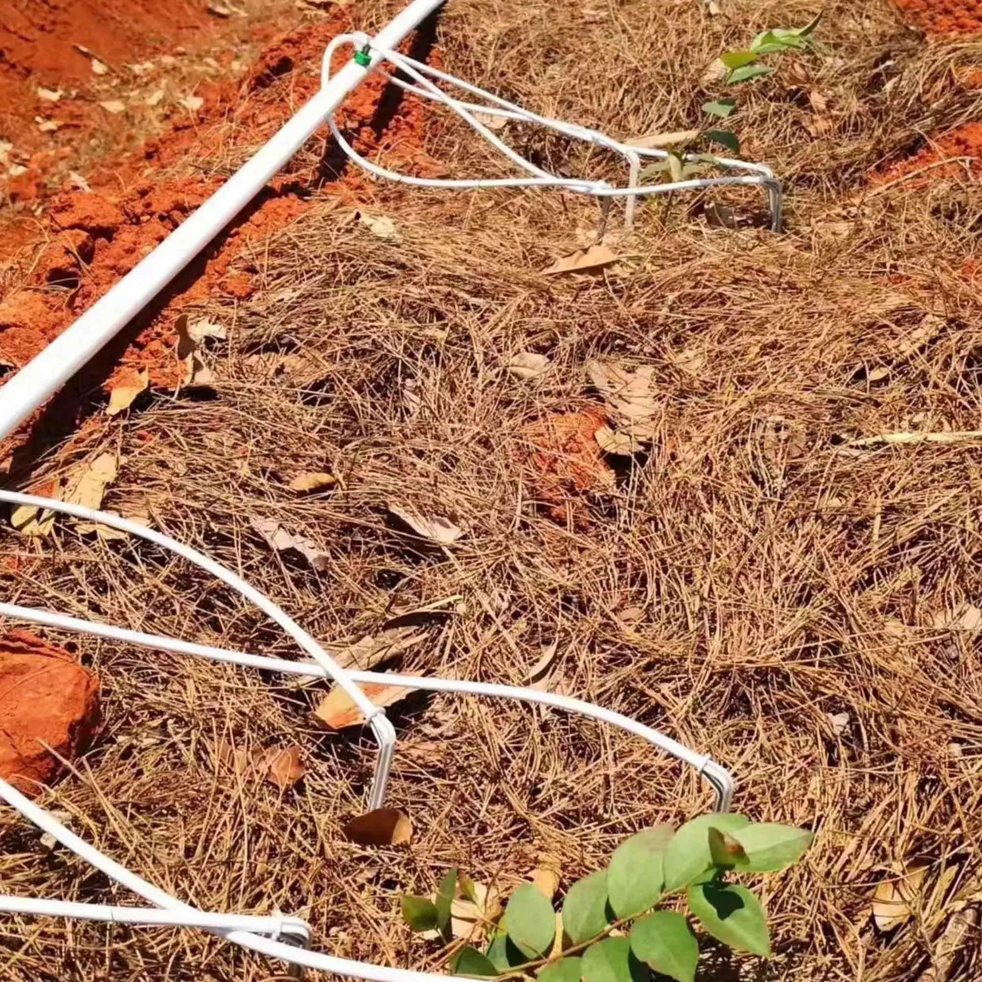 Sistema di irrigazione a goccia d'acqua da giardino a quattro rami Dripper a freccia dritta per sistema di irrigazione a risparmio idrico