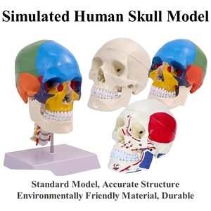Didactic Life-Size <strong>3</strong>-Part Colored <strong>Human</strong> Skull Model Anatomical Medical Science Skeleton Removable Skull Colorful Illustration