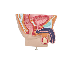 Human Male Abdominal Cavity Anatomical Model for Prostate &amp; Bladder Health Doctor Patient <strong>Explanation</strong> for Medical Teaching - Product Image 1