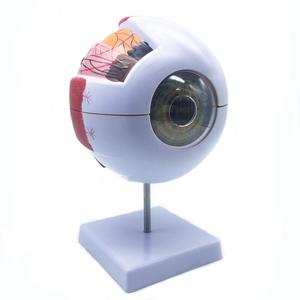 KyrenMed 6X genişlemiş insan gözü modeli göz anatomisi modeli göz küresi tabanı ile tıbbi öğretim için ayrılabilir göz anatomisi modeli - Product Image 1