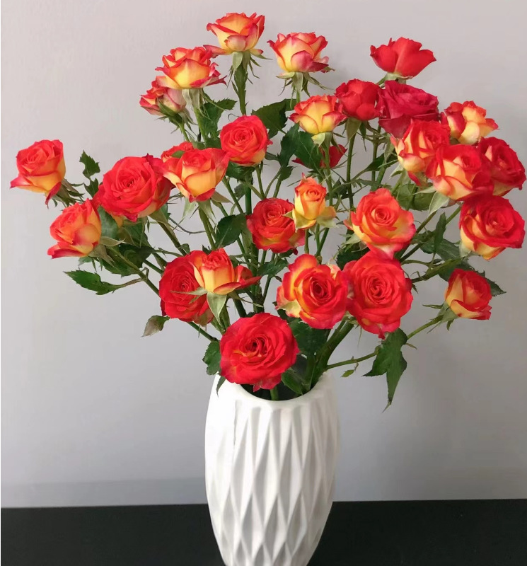 Alice (10 sticks/tie)