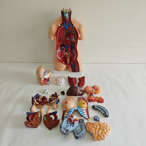 25 Parts <strong>Human</strong> Torso Anatomical Model Bisexual Torso Open <strong>Back</strong> Torso Anatomy Model - Product Image 6