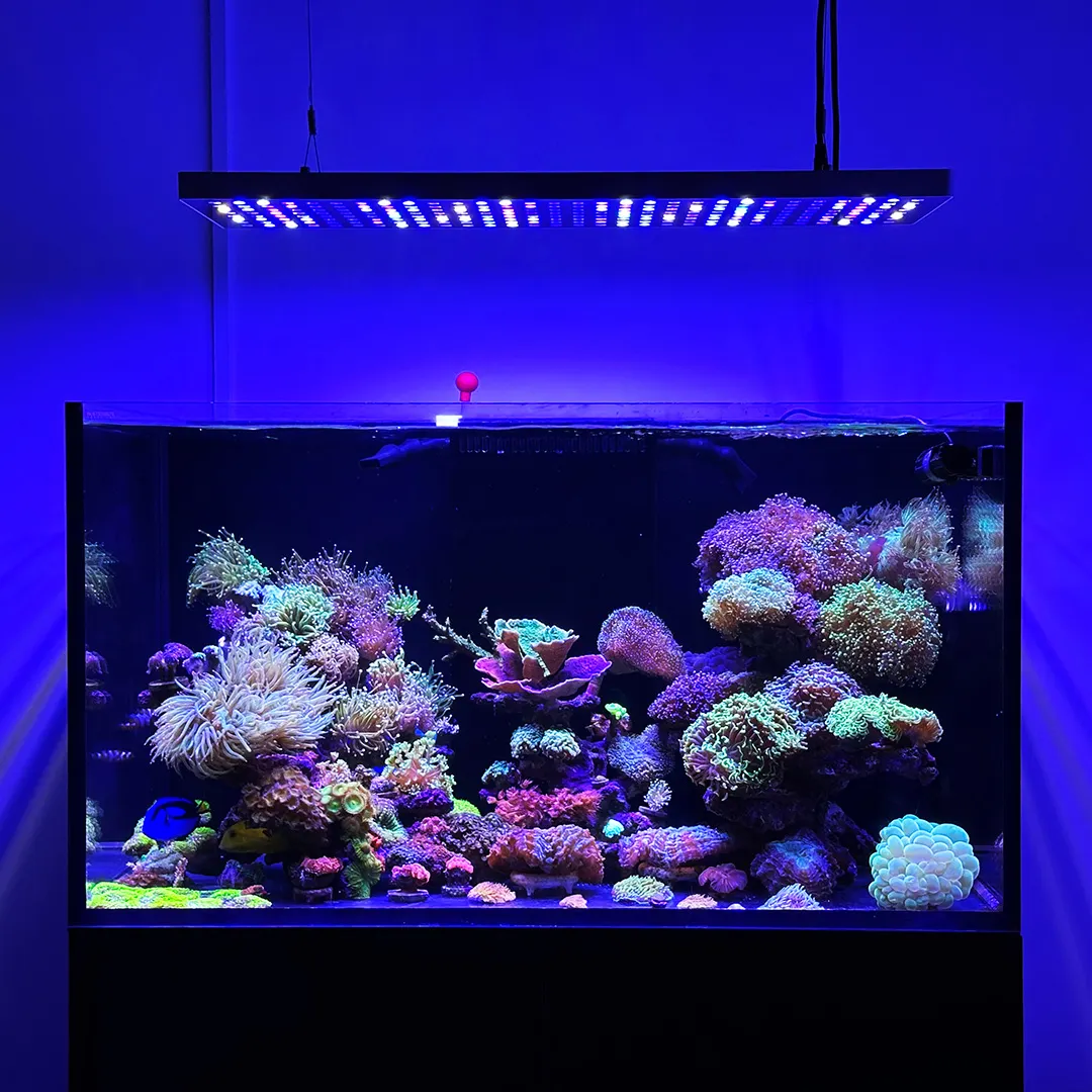 Riff LED Aquariumlicht MicMol Aqua Max 900 Marine Vollspektrum-App-Steuerung LED Aquariumbeleuchtung SPS LPS Korallen Aquarium