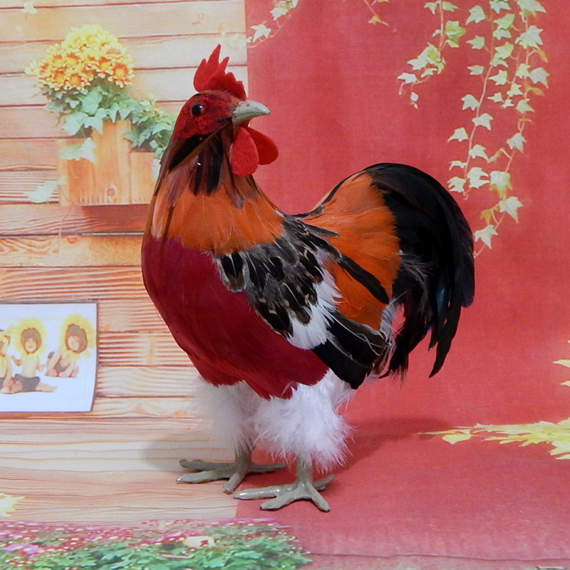 The number-three rooster turned its head-red belly