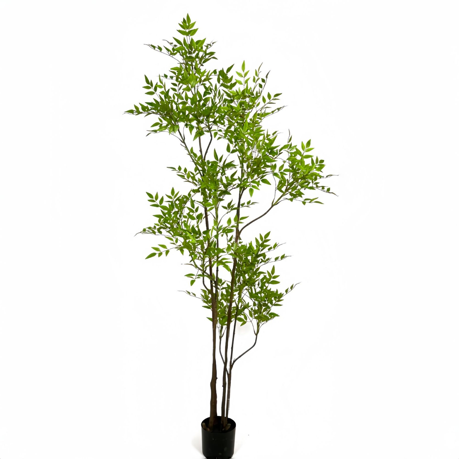 Nuevo nantianzhu verde-180cm