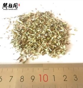 KAIYANGE al por mayor Catnip NEPETA CATARIA LEAF TEA Nepeta cataria L. PLANTAS ENTERAS MAO BO HE MINT Crecimiento de tallo de té de hojas naturales - Product Image 6
