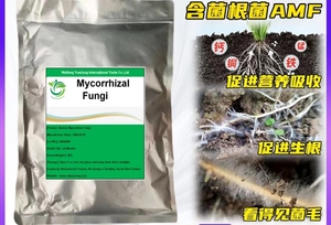 YD-F3009/R菌根根菌根菌バイオ肥料