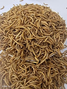 High Protein Mealworm Tartaruga e peixe de alta qualidade alimentam larva amarela seca - Product Image 3