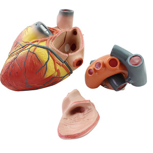 <strong>Medica</strong> Plastic Enlarged Human Heart Model Cardiovascular Model Anatomy Model - Product Image 5
