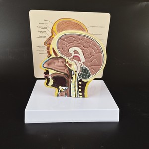 人脑颅解剖模型-脑动脉与医学教育互动教学示范 - Product Image 5