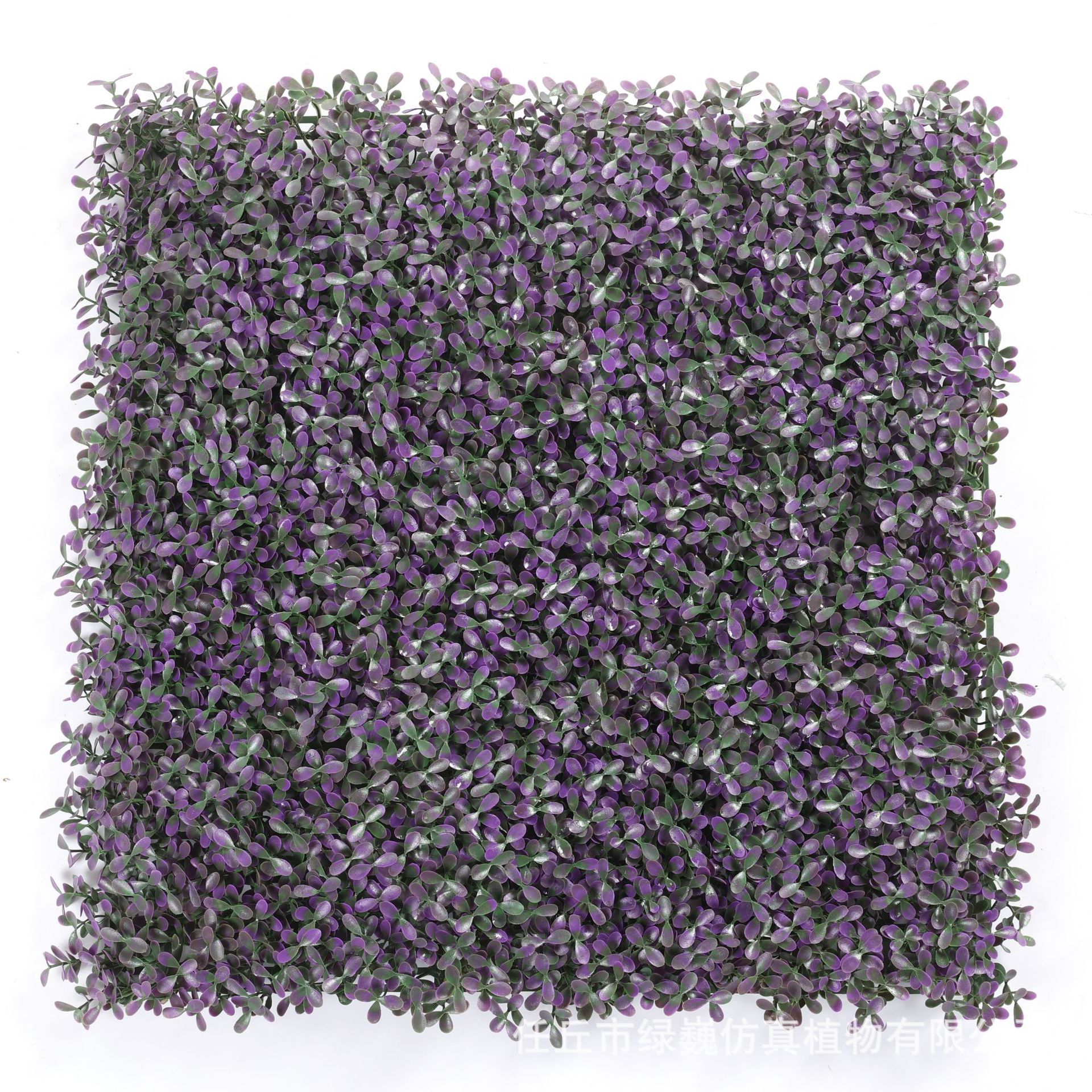 Hierba de maní morado - 50x50