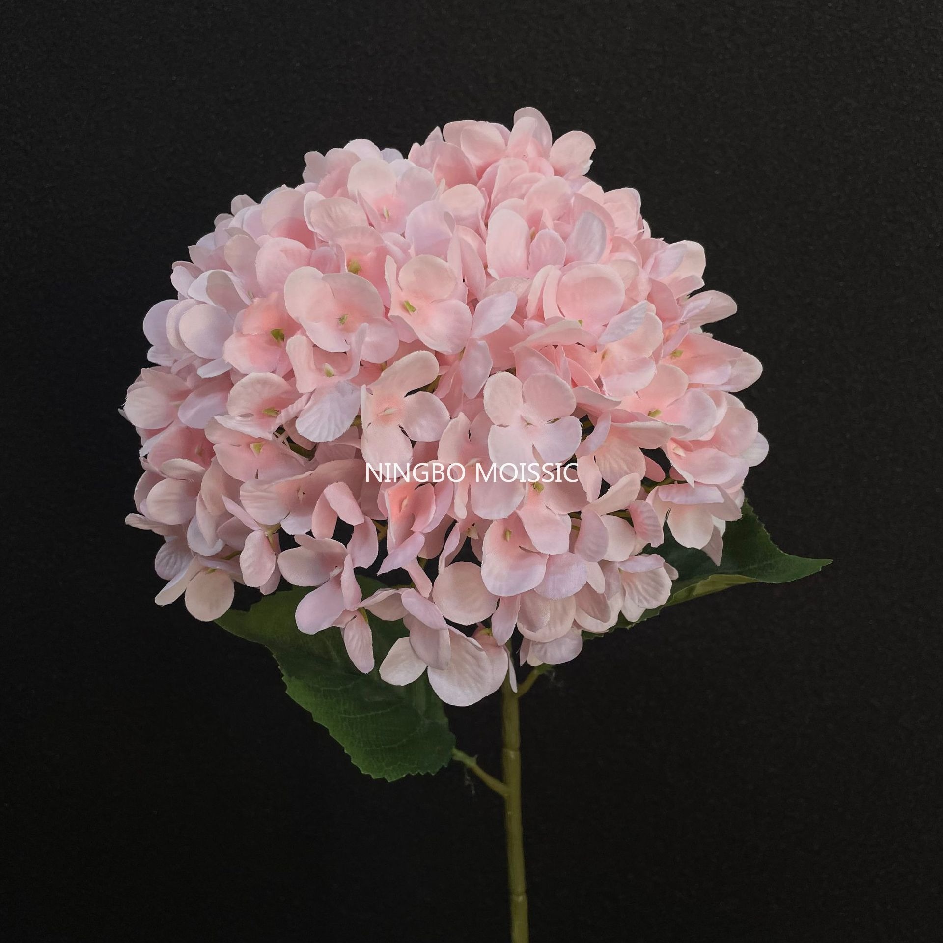สีชมพู