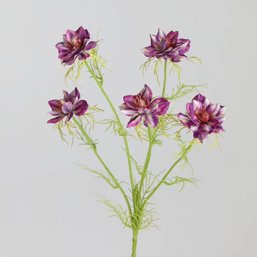 Pourpre