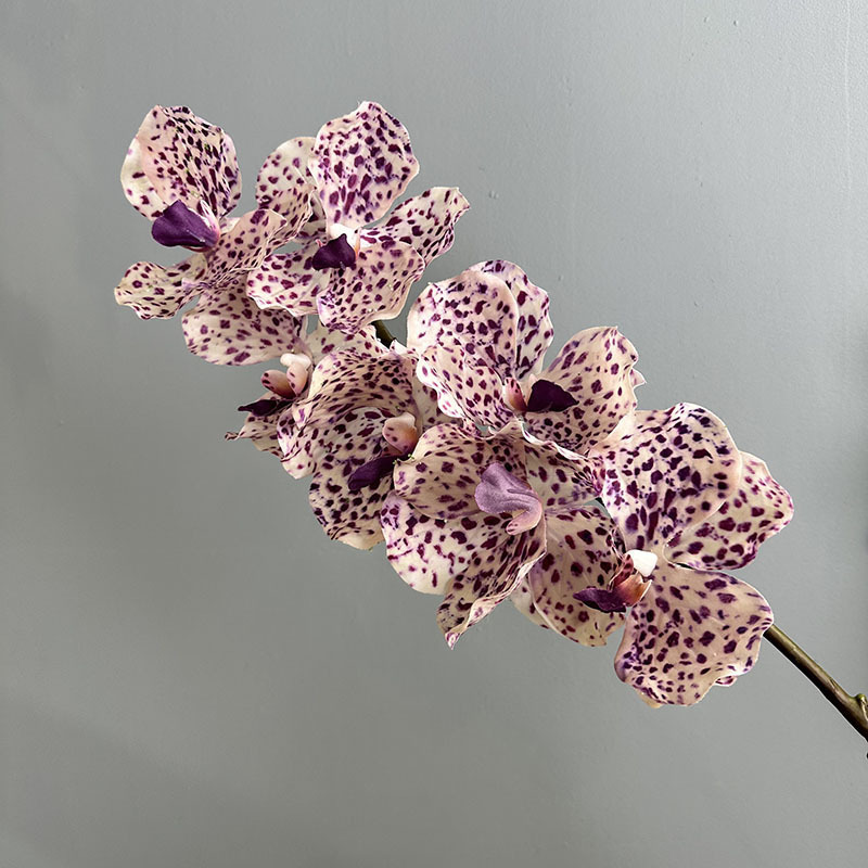 7 têtes de Vandaian gommé motif violet