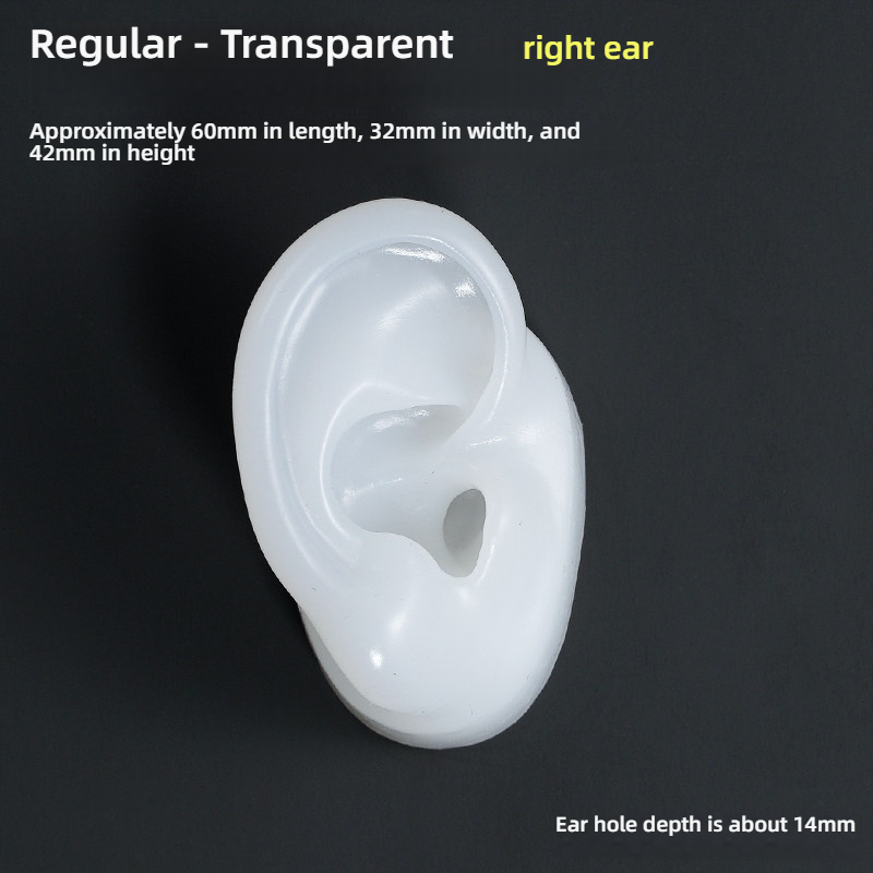 Oreille droite transparente régulière