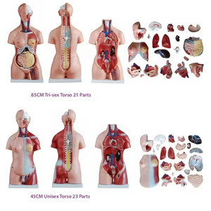 Medical 3D Manikin Organ Teaching Model <strong>Human</strong> Male and Female Half Body Torso Anatomy Model