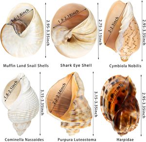 6PCS Large Hermit Crab <strong>Shells</strong> Natural Sea Conch Size 3&quot; - 3.5&quot; Opening Size 1.5&quot; - 2.5&quot; Turbo Seashells - Product Image 6