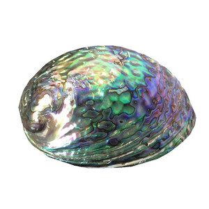 Wholesale Polished Paua Abalone <strong>Shells</strong>
