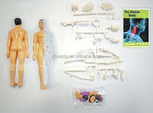 Kök oyuncak DIY insan vücudu modeli çocuklar için 30 parça insan anatomisi insan vücudu modeli - Product Image 4