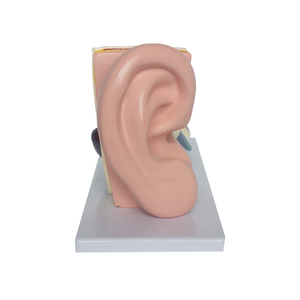 चिकित्सा विज्ञान शिक्षा के लिए पालतू और पीसी में नर्स प्रशिक्षण गुड़िया शारीरिक मॉडल - Product Image 6