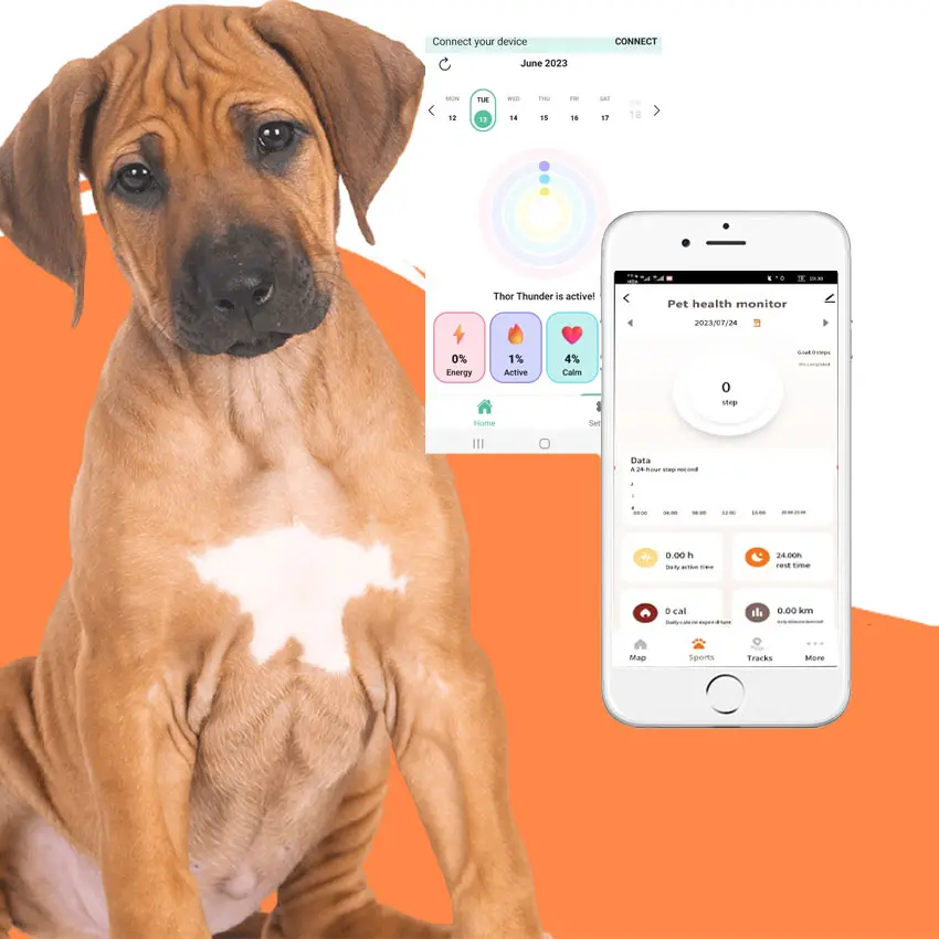 Nouvelle arrivée dispositif de suivi en temps réel détecteur d'état de santé des animaux de compagnie 4g mini chien de compagnie gps collier de suivi de santé avec application gratuite