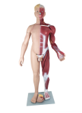 Bmn/ L103 PVC แบบจำลองทางกายวิภาคกล้ามเนื้อระดับร่างกายมนุษย์พร้อมอวัยวะภายในสำหรับโรงเรียนแพทย์และห้องเรียน