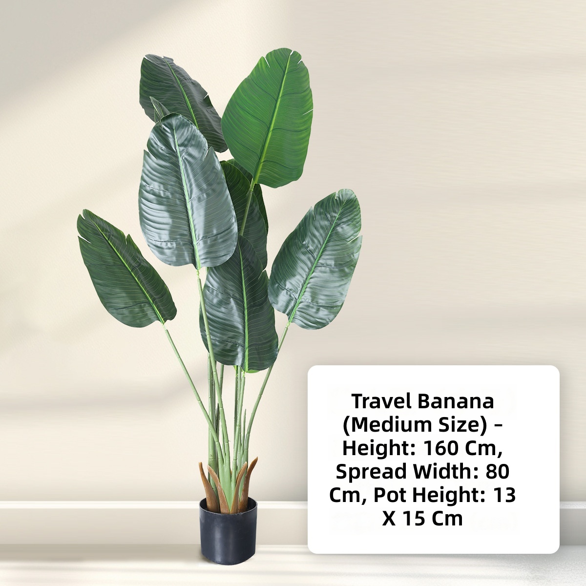 Bonsaï moyen banane voyageur