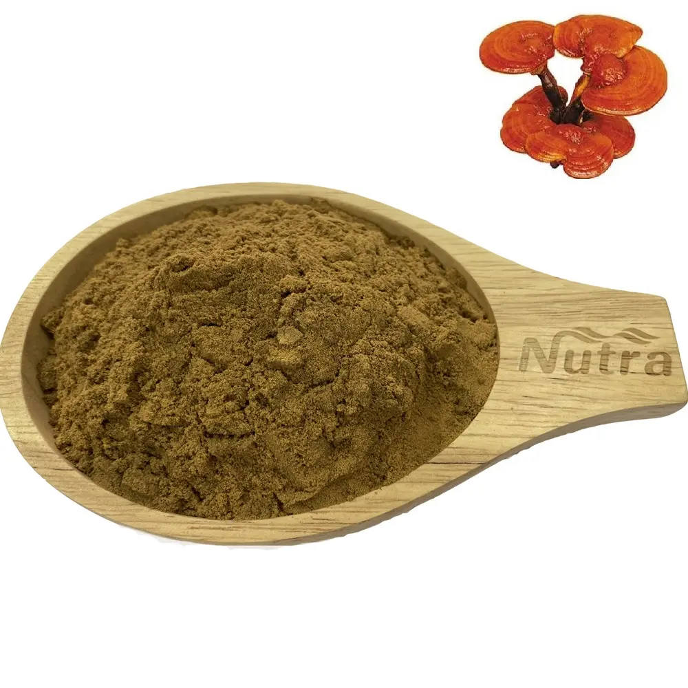 Top Qualität Werkslieferung Reishi Pilze Extrakt Lebensmittelqualität 100 % natürliches Ganoderma-Extrakt